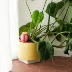 Olla - Pépin - Olla - Rayé Rose et Rouge - image